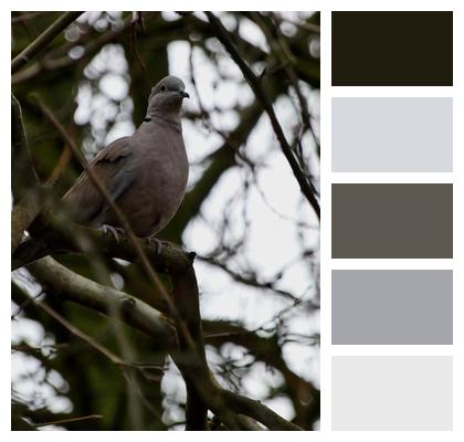 Turkish Turtledove Ornithology Bird Image